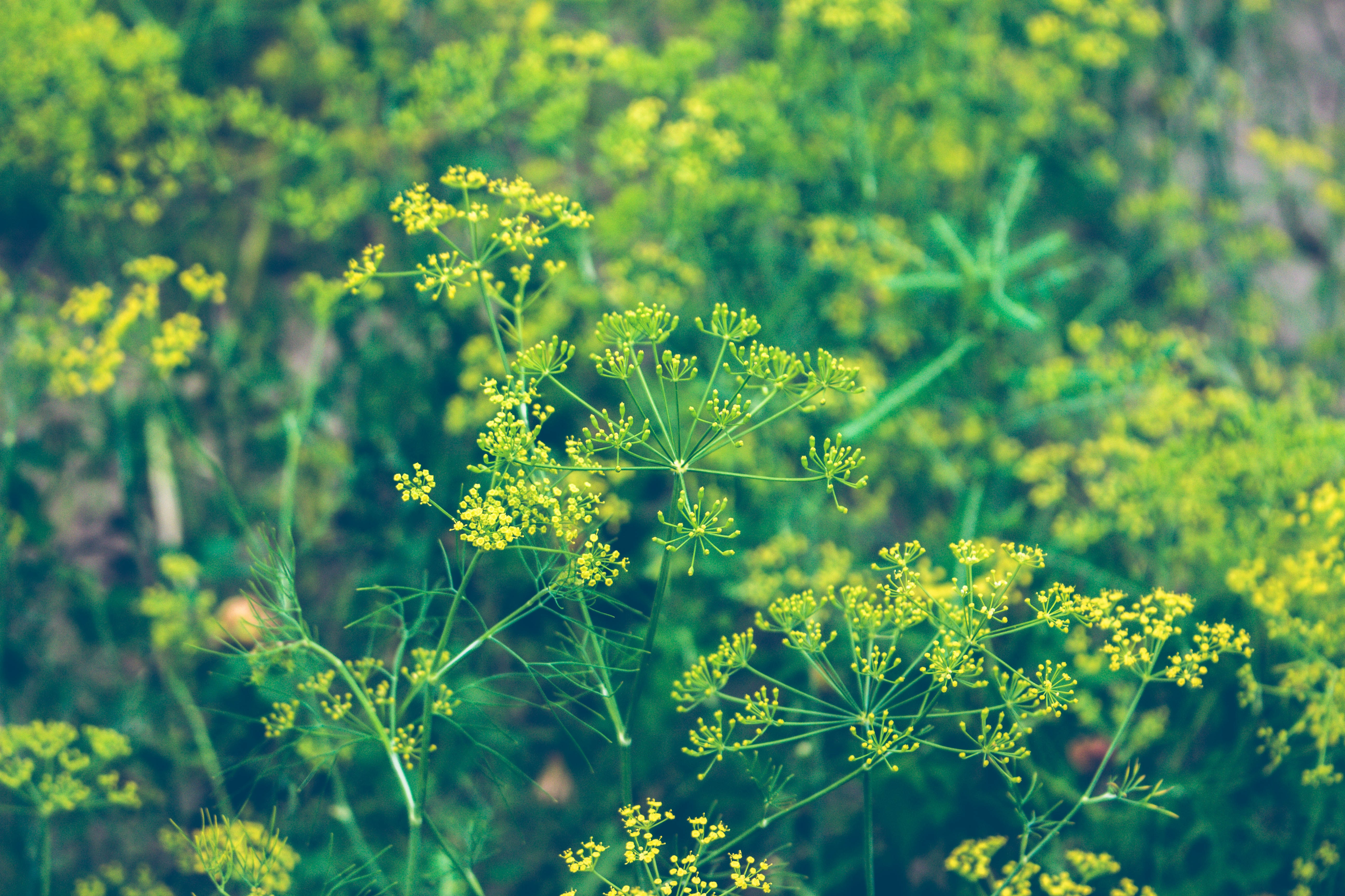 Dill